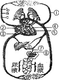 下图为人体血液循环模式图,请据图回答问题.(1