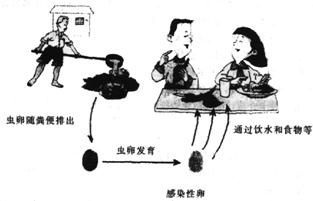 ... 受精卵,有的是未受精的卵.请问:受精卵和未受精