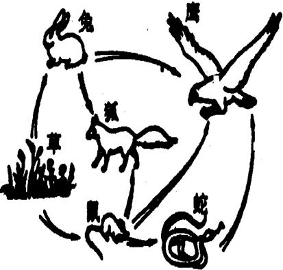 食物链和食物网(1)食物链:生产者和消费者之间