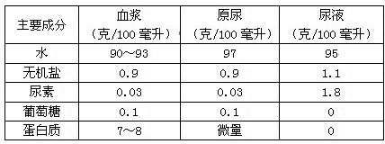 血浆,原尿和尿液成分示意图