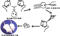 如图为转基因超级鼠的研制过程,请回答:(1)图中