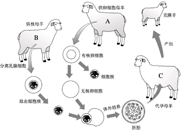 世界上第一只克隆绵羊多莉的培育过程如图所