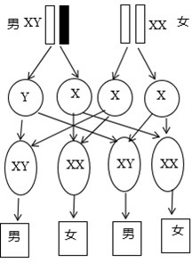 <em>生男孩</em>还是生<em>女孩</em>起<em>决定</em>的因素是,答案:0,选项