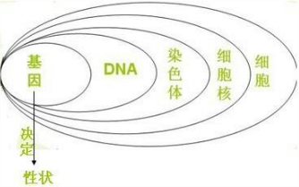 下列有关“细胞、染色体、DNA、基因和性状”五者关系的叙述不正确的是 - 初中生物 - 菁优网