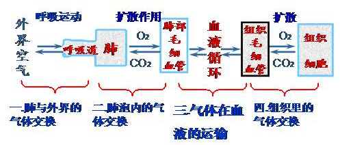 呼吸的全过程包括:肺与外界的气体交换,肺泡内的气体交换,气体在血液