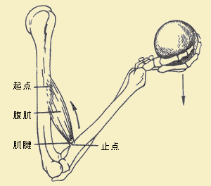 在运动中,骨骼肌起动力作用,如图:骨骼肌包括肌腱和肌腹两部分,据此