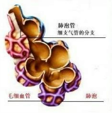 肺是人体进行气体交换的场所,下列有关肺泡适
