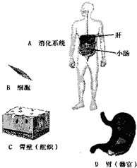 图是人体消化系统结构层次的示意图.请据图回