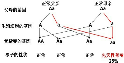(2011南京)先天性聋哑是由隐性基因a控制的遗
