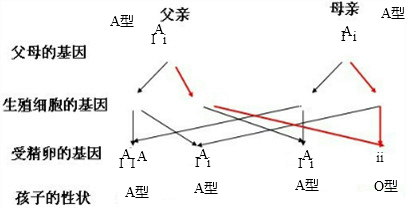 如果<em>夫妇</em>双方的<em>血型</em>均为A型,由显性基因IA和