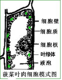 考点:制作临时装片观察植物细胞 专题 分析:此题主要考查植物细胞的