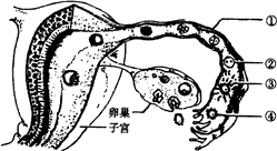 如图为受精和受精卵植入子宫的过程示意图,请据图 ...