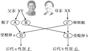 决定图示,试着完成有关图解:若图中A是Y精子,那