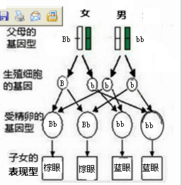 的眼色遗传(显性为B,隐性为b).请回答:(1)<em>棕眼</em>的