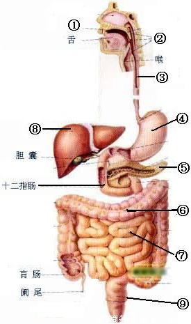 什么食物促进睾酮素分泌 5ec954b0.png