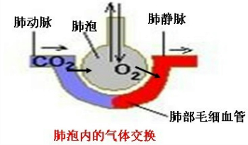 交换示意图,请据图回答(1)图中的[5]所指的是 下图为人体血液内氧气