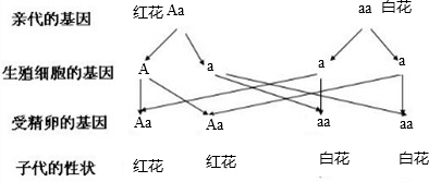 假若一株月季白花与一株红花月季v月季(Aa×a检讨初中生打牌1000字图片