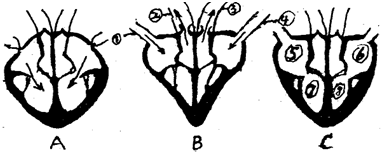如图是心脏结构(包括与其相连的血管)及其工作
