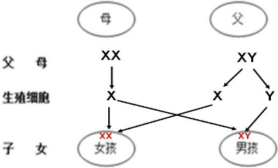 如图是揭示人类<em>生男生女</em>秘密的图解.(1)在图中