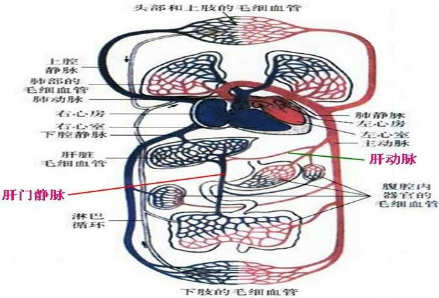 肝动脉 c.肝门静脉 d