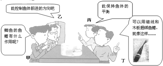 探究鱼鳍在游泳中的作用 1\/17