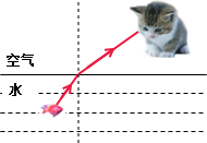 请在如图所示中画出猫看见水中鱼的一条大致光