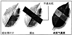 萨克斯人口实验_萨克斯光照实验图片(2)