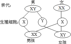 如图是人类性别的遗传图解,请补充完整 初中生物 菁优网