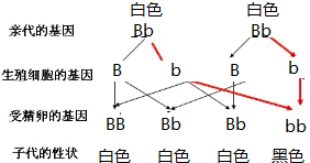 亲本全为白色,后代中出现了黑色,从中可以判断出这对相对性状中白色是