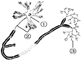 神经元的结构和功能 1\/3