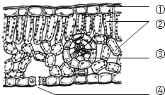 (2013湛江模拟)如图,是叶片的横切面,请据图回答下列问题: (1)在叶片