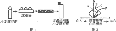 在图2曲线中能正确表示琼脂块上放置的尖端数量(n)与小麦胚芽鞘弯曲