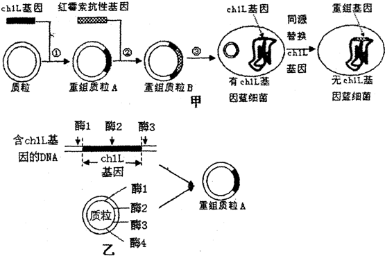 . 步骤二:从盖片一侧入0.3g/的蔗糖溶液,在盖玻片的另一侧用吸水纸吸引这重几次,玻下面的藓类小浸0.3g/mL的溶液中. 步骤三:显微下,结果如图所示. 一:在净的载玻片中央加一滴清,一片藓类小叶,盖上盖片. 探究酵母菌的呼吸方式;/格/格/ 空格/红胞红蛋白提取和分离 如果步骤二中浸润在0.