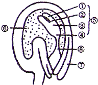 (2008和平区一模)如图是荠菜胚珠传粉后胚和胚乳发育的示意图.