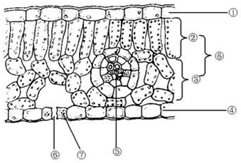 用显微镜观察叶片的横切面和叶片的表皮 1\/2