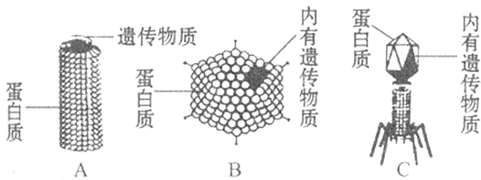 疣病毒_病毒是由什么构成的_rna病毒是由什么构成的