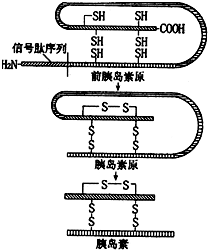胰岛素是一种蛋白质分子,它含有2条多肽链,一