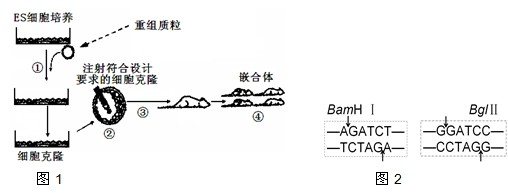 胚胎干细胞(ES细胞)介导法(转基因动物培育的
