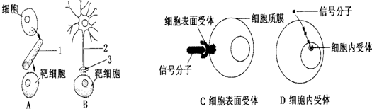 如图a,b所示的细胞通讯方式为人体内常见的两种不同类型的信号分子