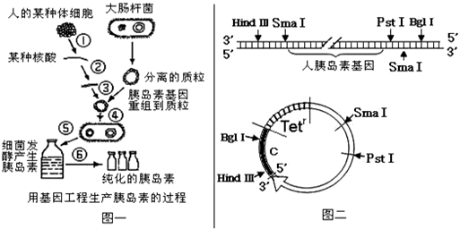 【生物--选修3现代生物科技专题】图一是利用