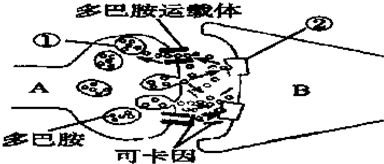 什么叫做多巴胺分泌 f8d537ae.png