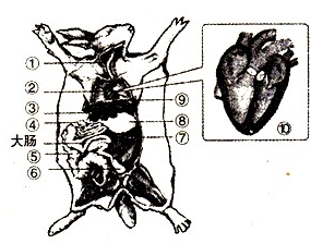 (2)兔的消化系统除了图中的大肠外,还有发达的⑤ .