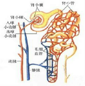 下列关于肾单位的叙述错误的是