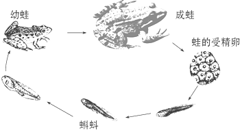 观察青蛙的发育过程图,回答下列问题