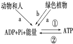 菁優(yōu)網(wǎng)