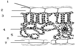 如图是叶片的横切结构图,请据图回答:(1)具有输