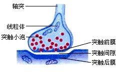 a,递质只存在于b突触小泡内,只能由d突触前膜释放,而递质的受体也只