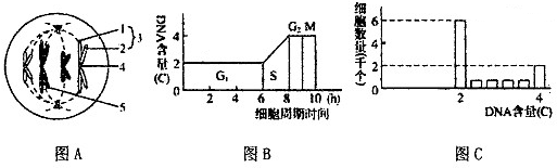 图c表示处于一个细胞周期中各个时期细胞数目的变化(用特殊的方法在一