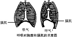 请用下列术语完成人体吸气过程概念图:膈肌,收缩,肋间肌,肺内气压下降