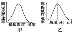 高中生物降低化学反应活化能的酶教案设计